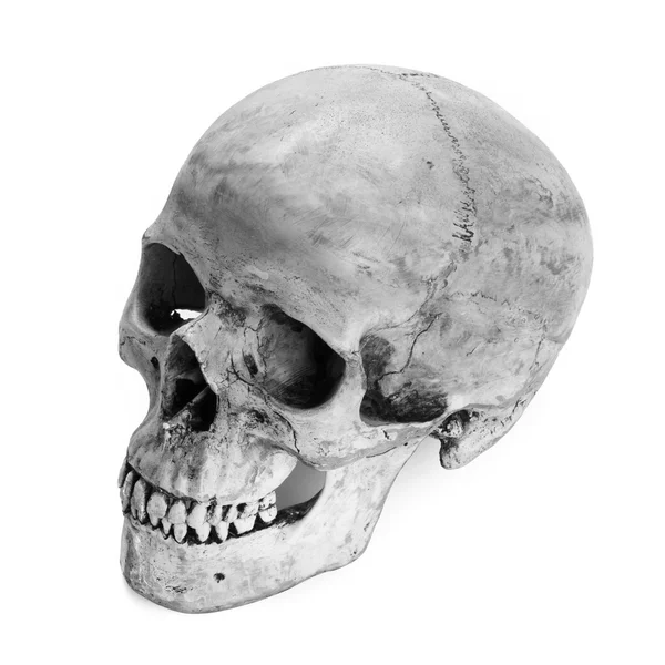 Skull model — Stock Photo, Image