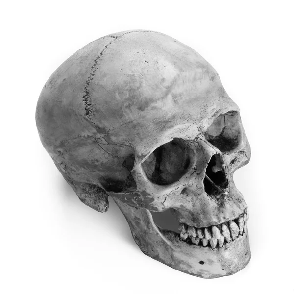 Skull model — Stock Photo, Image