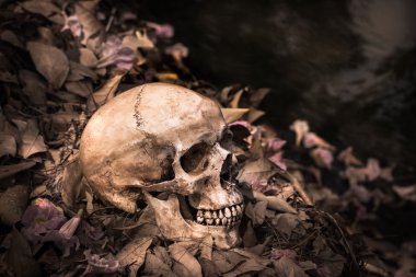 Natürmort kafatası