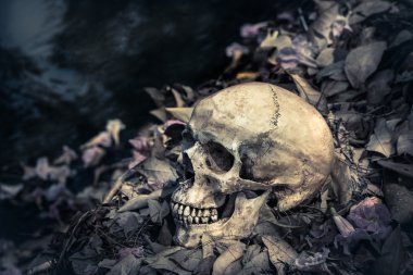 Natürmort kafatası