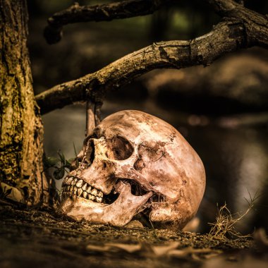 Natürmort kafatası