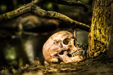 Natürmort kafatası