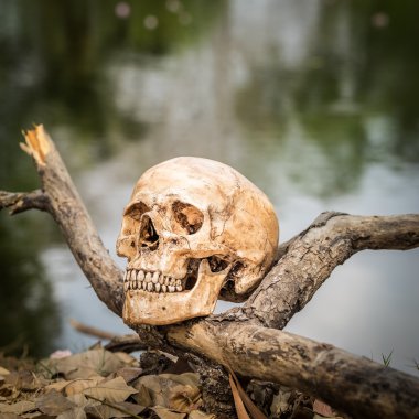 Natürmort kafatası