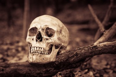 Natürmort kafatası