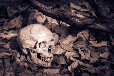 Natürmort kafatası