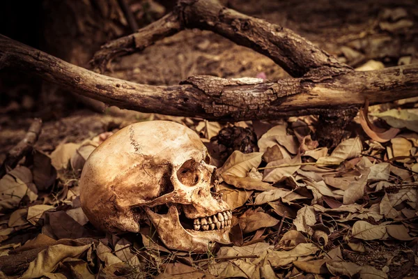 Crânio de vida morta — Fotografia de Stock