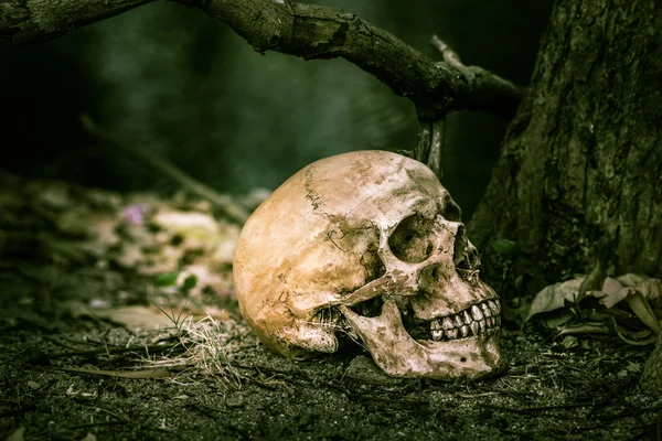 Teschio di Natura morta — Foto Stock