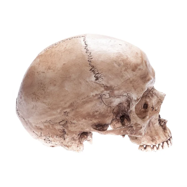 Geïsoleerde schedel — Stockfoto