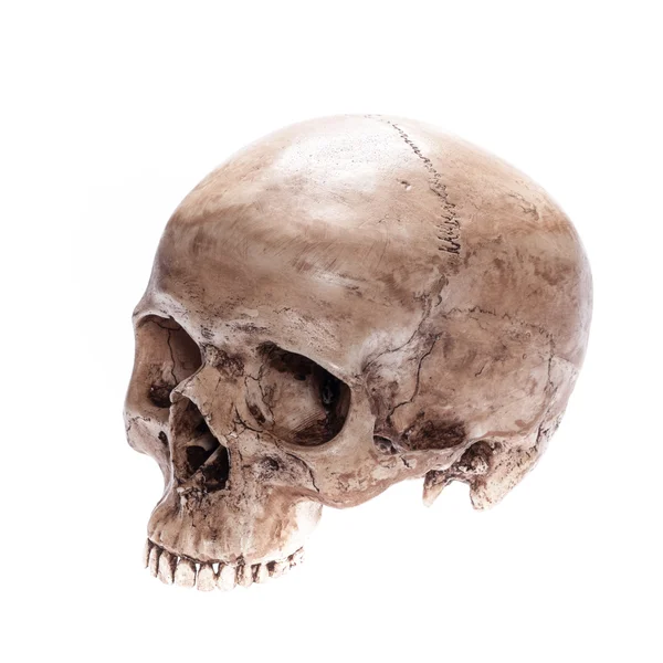 Isolated skull — Stock Photo, Image