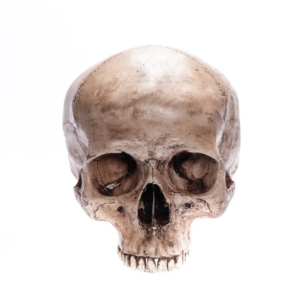 Isolated skull — Stock Photo, Image