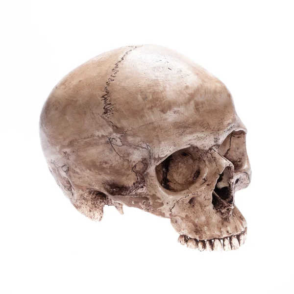 Geïsoleerde schedel — Stockfoto
