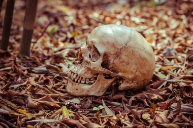 Natürmort kafatası