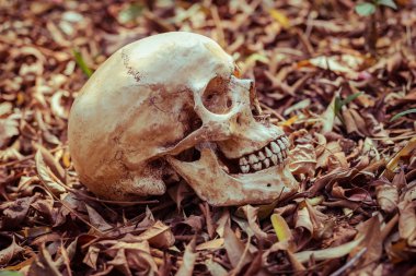 Natürmort kafatası