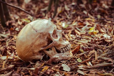 Natürmort kafatası