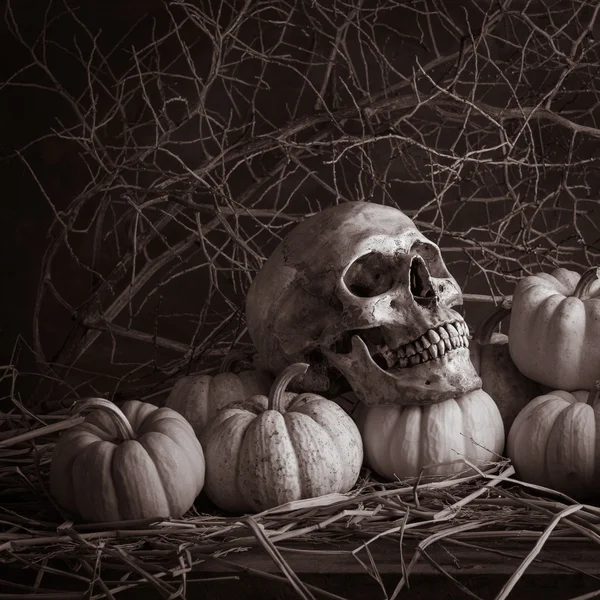 Still life pumpkins — Stock Photo, Image