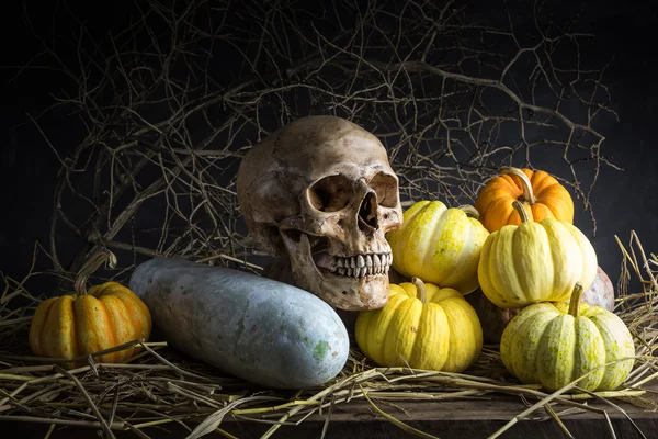 Still life pumpkins — Stock Photo, Image
