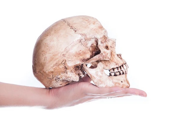 Skull in hand — Stock Photo, Image