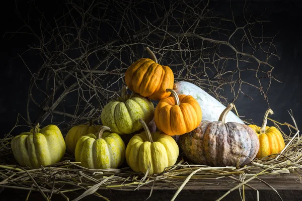 Calabazas de naturaleza muerta — Foto de Stock