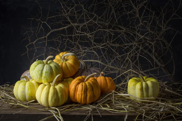 Nature morte citrouilles — Photo