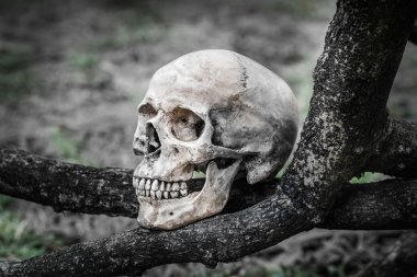 insan kafatası ile natürmort