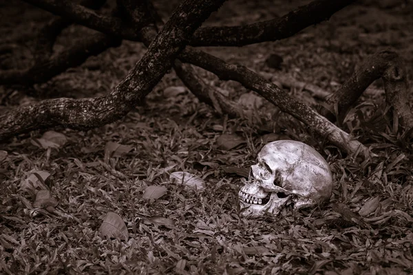 Calavera de naturaleza muerta — Foto de Stock