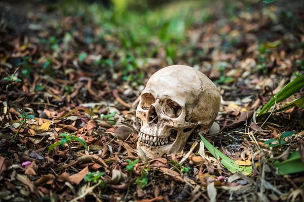 Still life skull — Stock Photo, Image