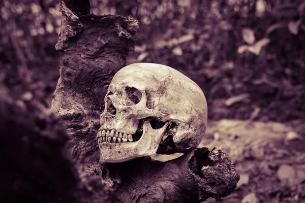 Calavera de naturaleza muerta — Foto de Stock