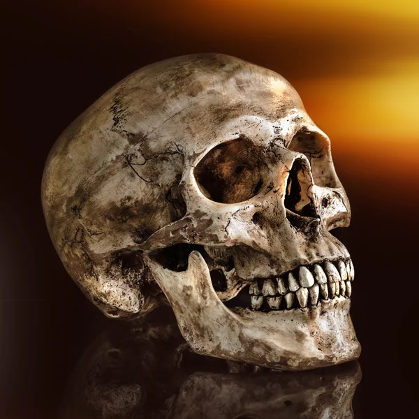 Människans kranium — Stockfoto