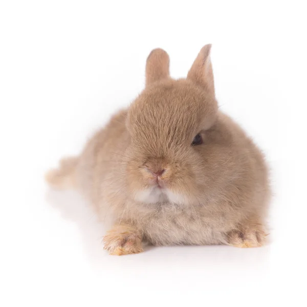 Оранжевый кролик — стоковое фото