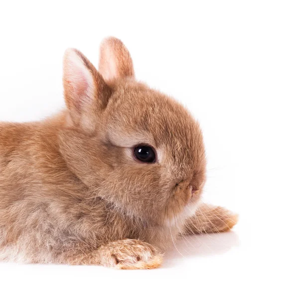 Оранжевый кролик — стоковое фото
