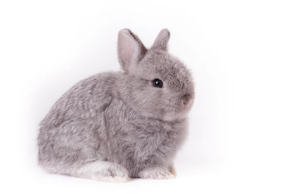 Orange rabbit bunny — Stock Photo, Image