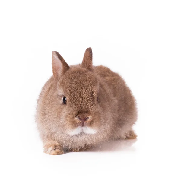 Orange rabbit bunny — Stock Photo, Image