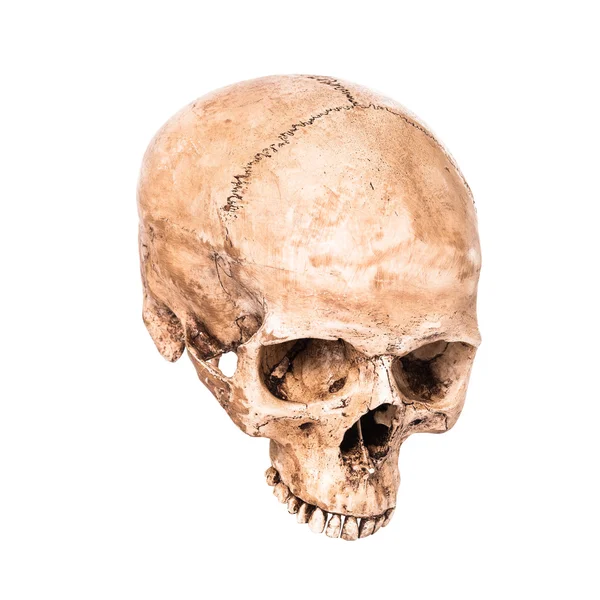 Skullbone modell — Stockfoto