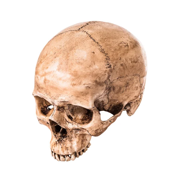 Skullbone μοντέλο — Φωτογραφία Αρχείου