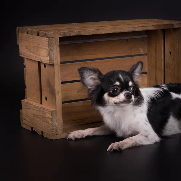 Hondje op houten Kreta — Stockfoto