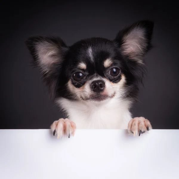 Hondje houden banner — Stockfoto