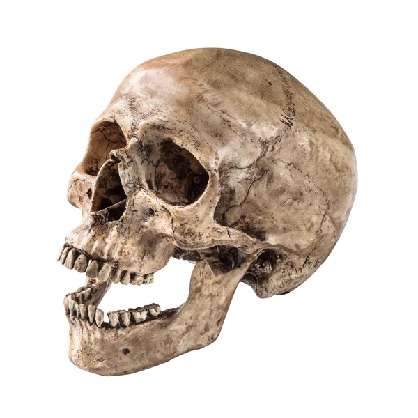 Sidetview human skull open mouth isolated — Stock Photo, Image