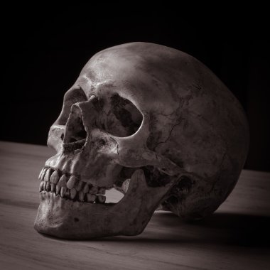 insan kafatası tablo