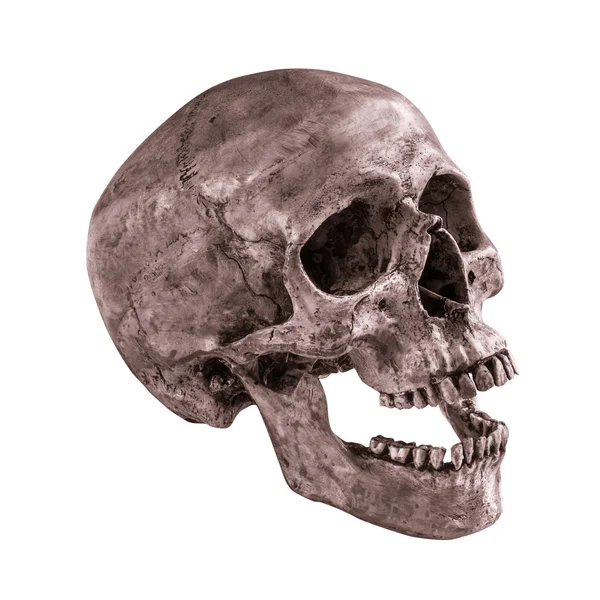 Sidetview human skull open mouth isolated — Stock Photo, Image