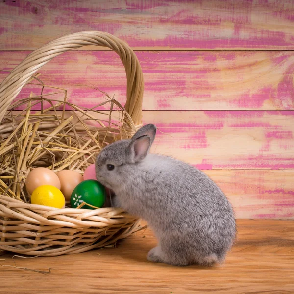 Easter bunny — Stock Photo, Image