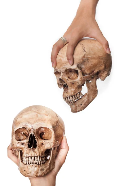 Skull in hand — Stock Photo, Image