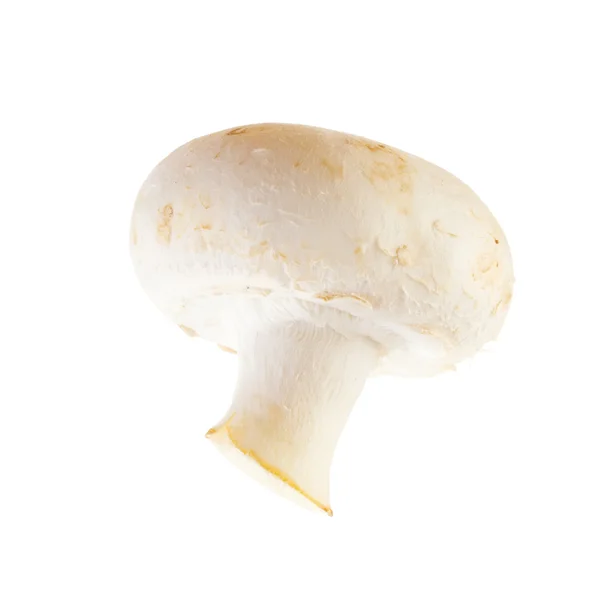 Jeden grzyb — Zdjęcie stockowe