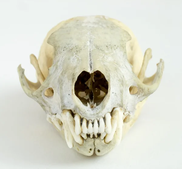 Scull — Stock Photo, Image