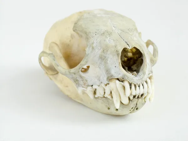 Scull — Stock Photo, Image