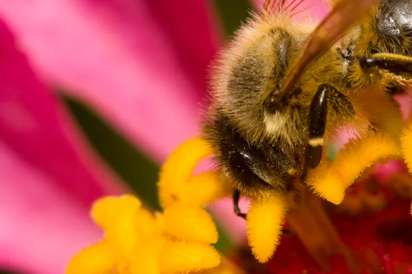 A little bee landing on a flower, collecting pollen - pink petals in the background — Stock Photo, Image