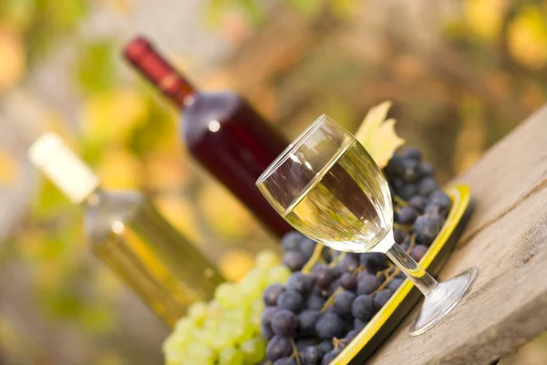 From grape to vine — Stock Photo, Image