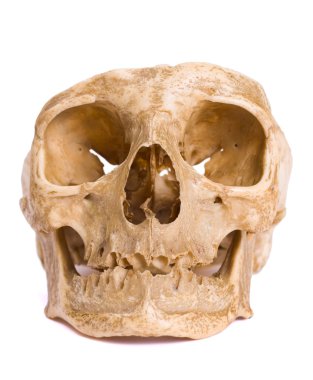 Bone-head clipart