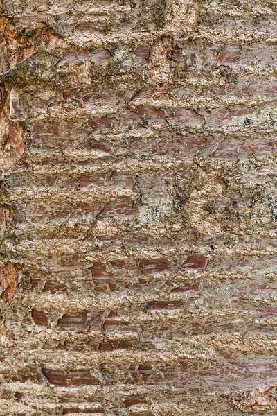 Albero corteccia sfondo — Foto Stock