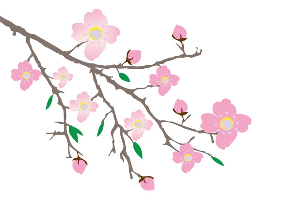 Floare de cireșe — Vector de stoc