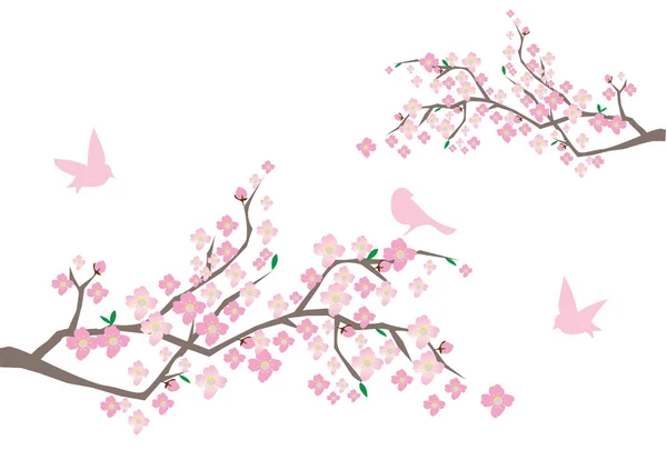 Cherry Blossom — Stock Vector